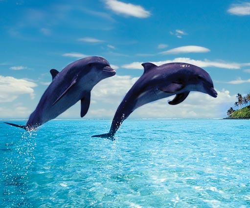 Nager avec les dauphins et observation des baleines à l'Ile Maurice