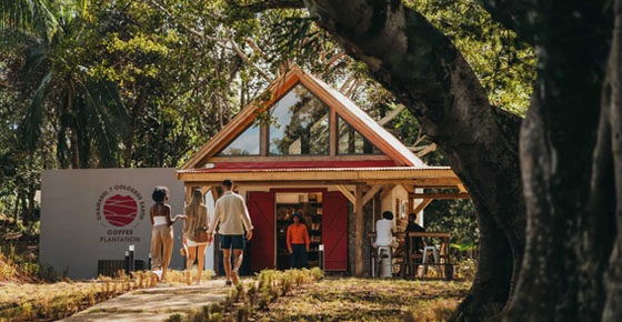 Visite Guidée et Dégustation de Café à Chamarel