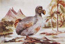 Le dodo - Ile Maurice