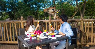 Petit-déjeuner avec des Girafes au Casela Nature Parks