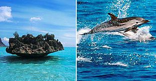 Nage avec les dauphins + visite l'Ile Aux Benitiers + Déjeuner