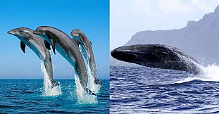 Nage avec les dauphins et observation des baleines