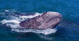 Observation Exclusive des  Baleines - 2.5 Heures