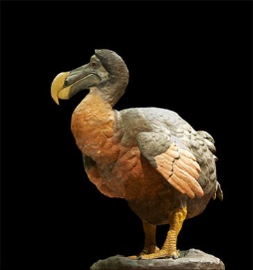 Extinction du dodo