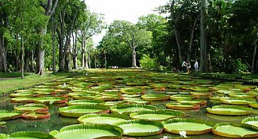 Les Jardins botaniques de Sir Seewoosagur Ramgoolam Les Jardins botaniques de Sir Seewoosagur Ramgoolam