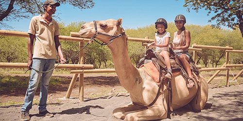 Camel Ride Activities at Casela