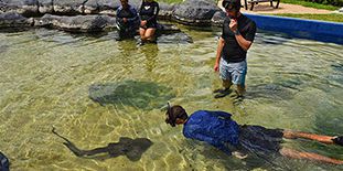 Nager avec les Requins & Visite de l’Odysseo - Oceanarium