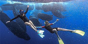 Nage avec les Baleines - Sortie Demi-Journée dans le Sud-Ouest