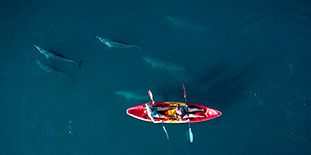 Kayak avec Les Dauphins — Côte Ouest
