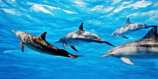 Nage avec les dauphins - excursion de 2h30