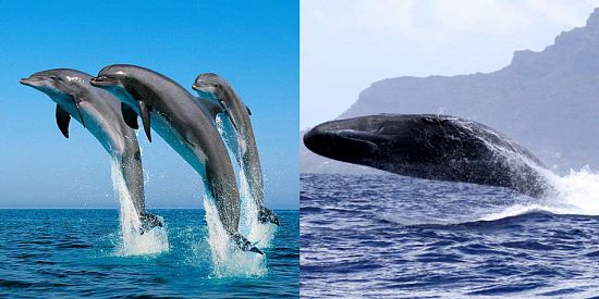 Nage Avec Dauphins & Observation Des Baleines En Exclusivité
