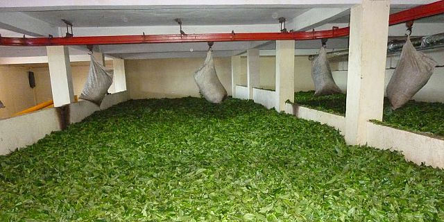 Bois cheri factory mauritius