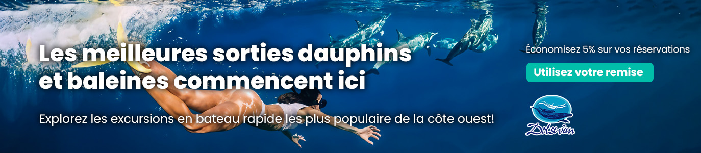 Dolphin Swim English Banner