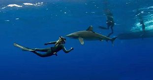 Shark Diving at Snake Island & Round Island