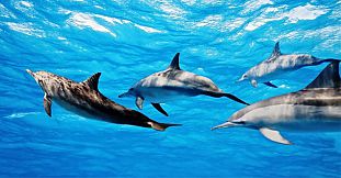 Nage avec les dauphins - excursion de 2h30