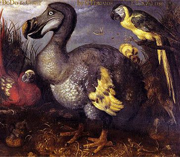 Le dodo - Ile Maurice