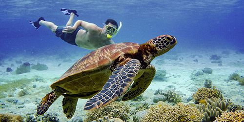Snorkel with Turtles - 2 hour Private Boat Trip in the North