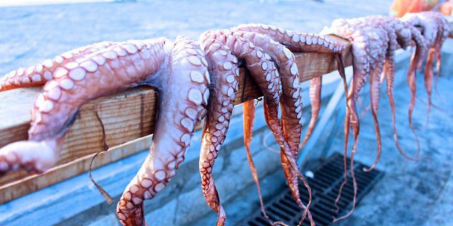 https://vacancesmaurice.com/slir/w640-c2x1/content/images/gallery/1029/traditional-octopus-fishing-rodrigues%20(2).jpg