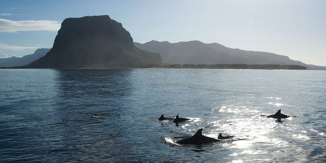 Dolphins swimming mauritius