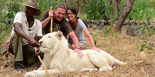 Petting lions in mauritius