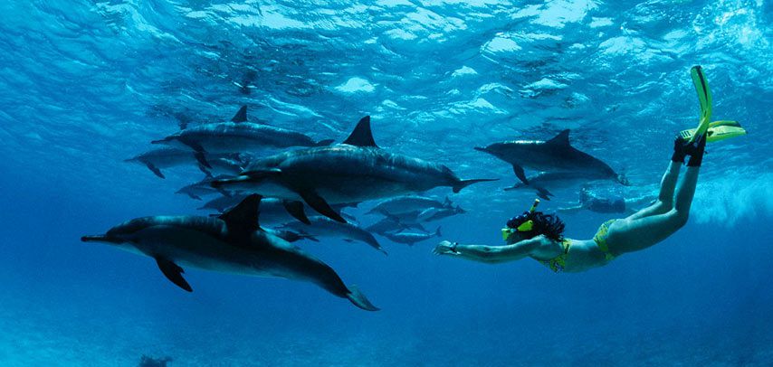 Swimming with Dolphins