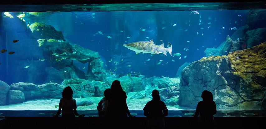 Odysseo - The Oceanarium of Mauritius