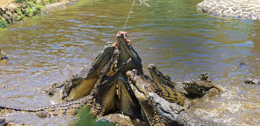 Feeding crocodiles